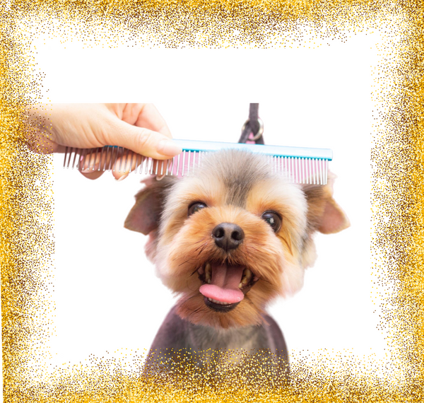 Small Face Trim Celebrity Pooch