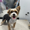 Celebrity Pooch Mobile Dog Groomers