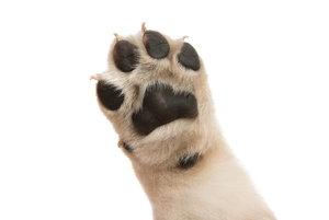 Foot