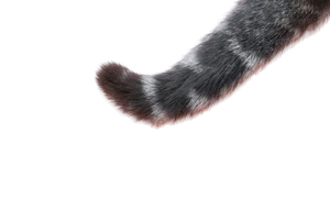 Tail
