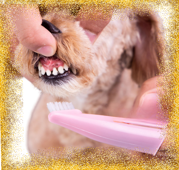 Deep Dental Cleaning