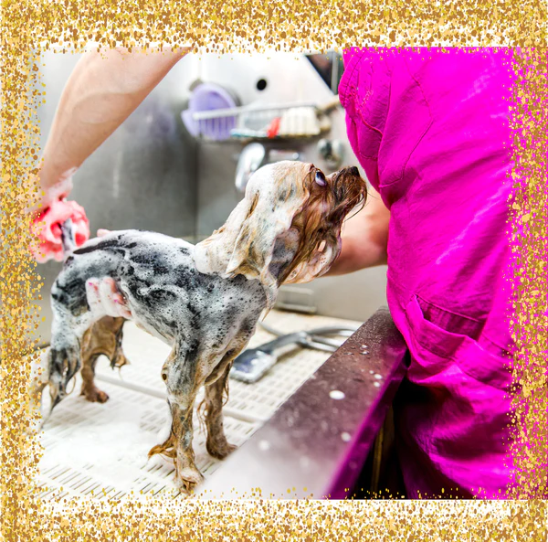 FLEA & TICK SHAMPOO