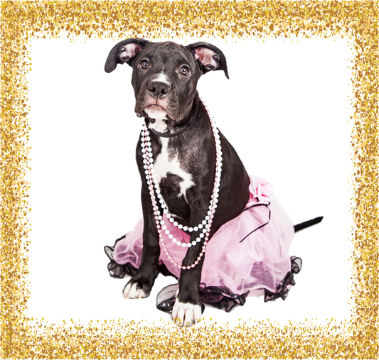 Premium Celebrity Pooch Regular Starting at $138