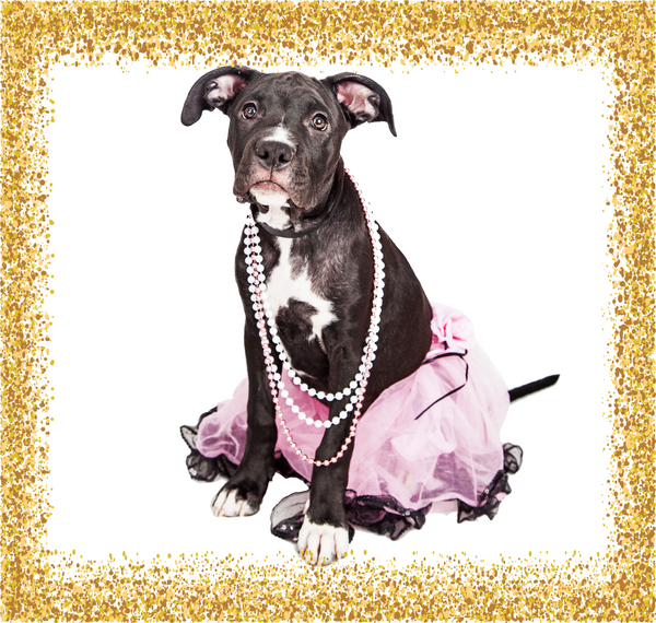 Celebrity Pooch Pack<br> Starting at $115